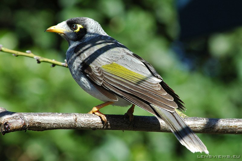 Noisy Miner 102 